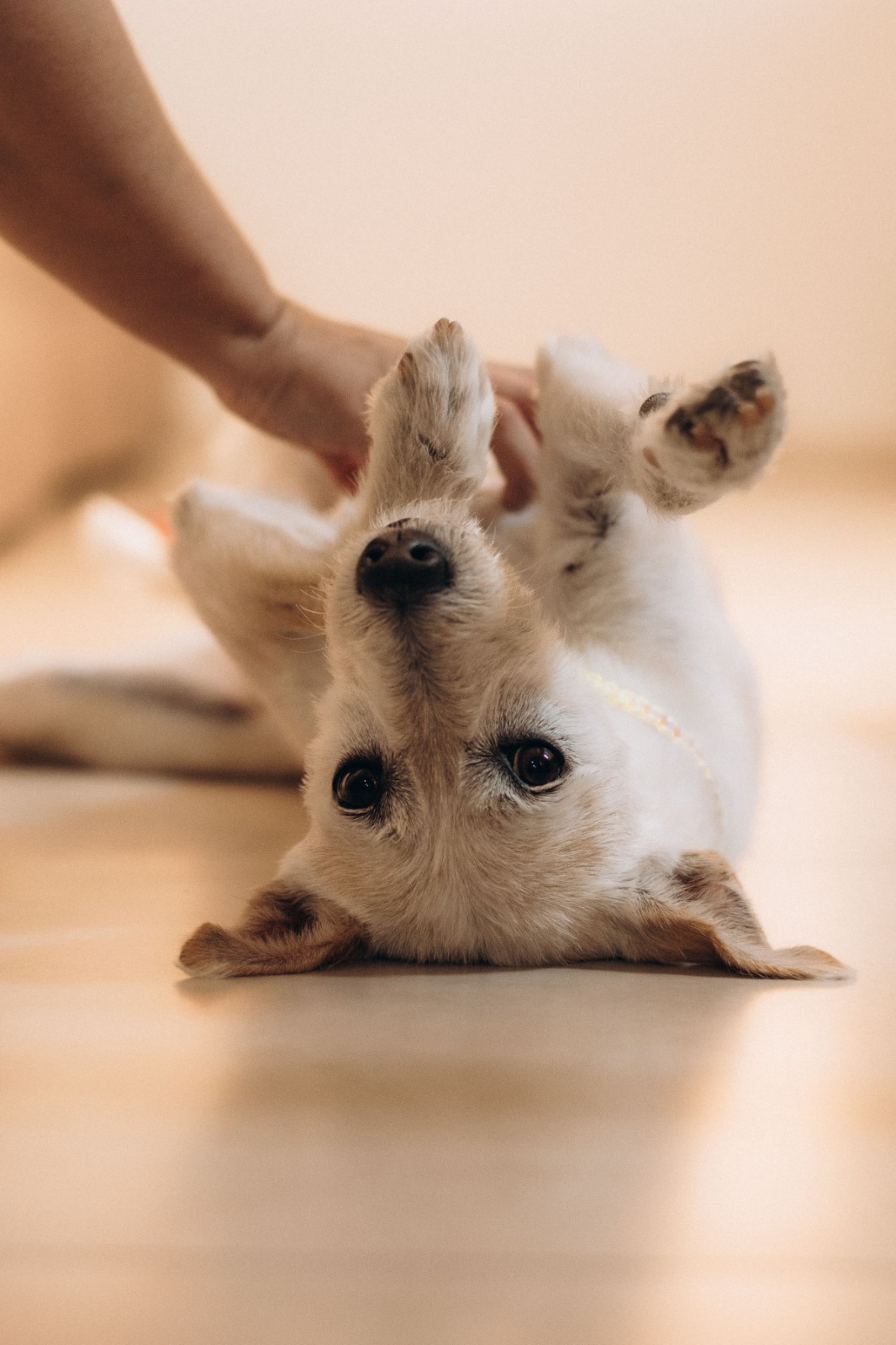 PetCare
